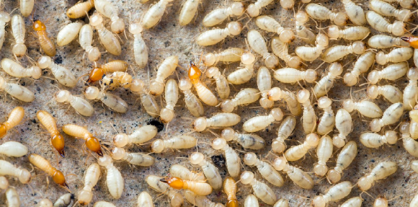 Termites-in-Your-Home-1024x622